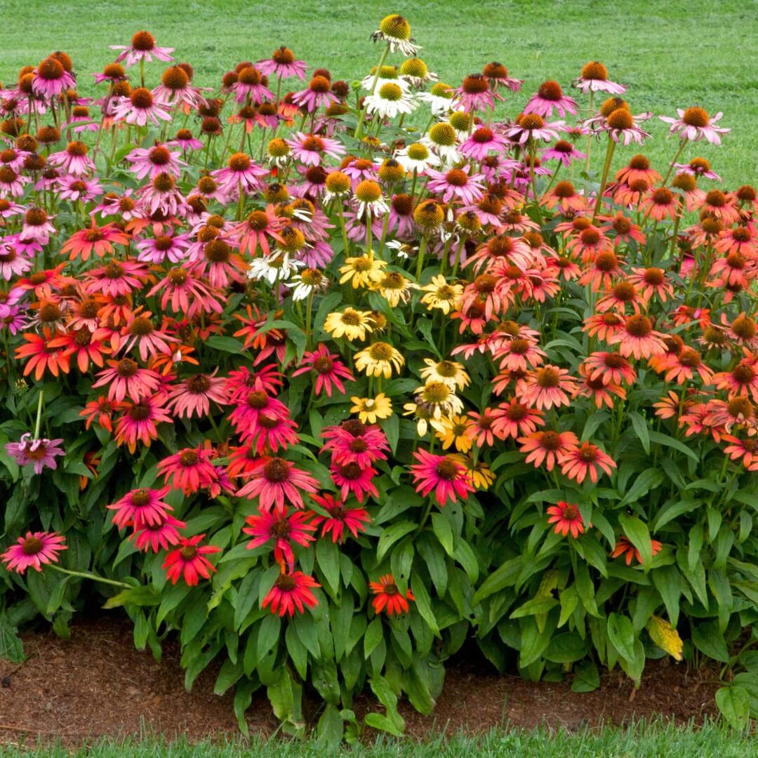 Cheyenne Spirit Mixed Echinacea Seeds - Flower Plant