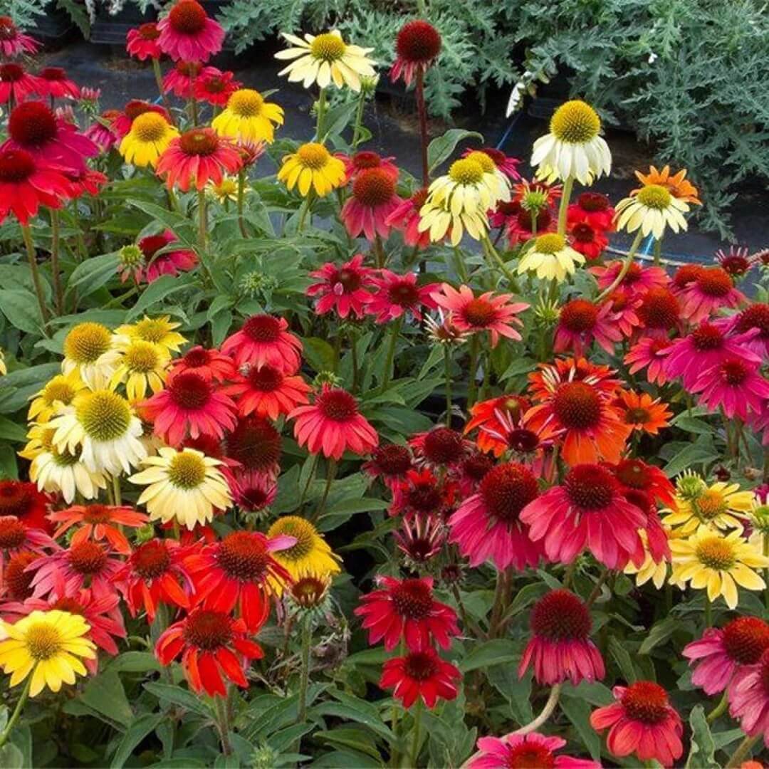 Cheyenne Spirit Mixed Echinacea Seeds - Flower Plant