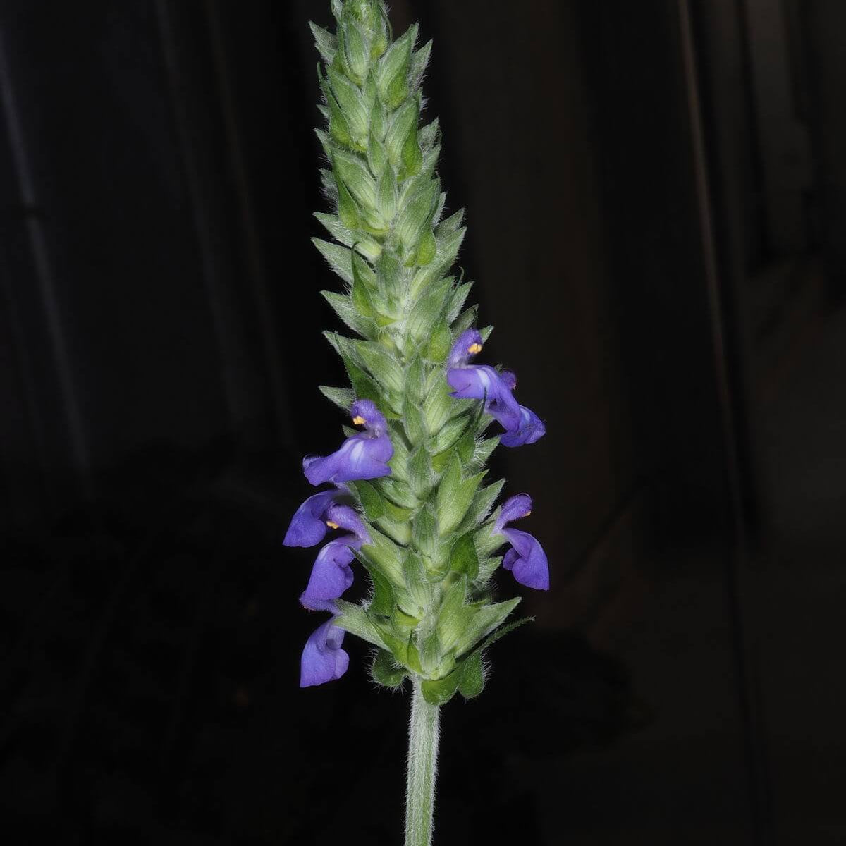 Chia Seeds 1– Salvia hispanica