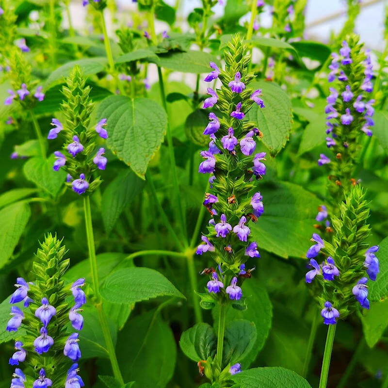 Chia Seeds – Nutritious