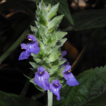 Chia Seeds – Salvia hispanica