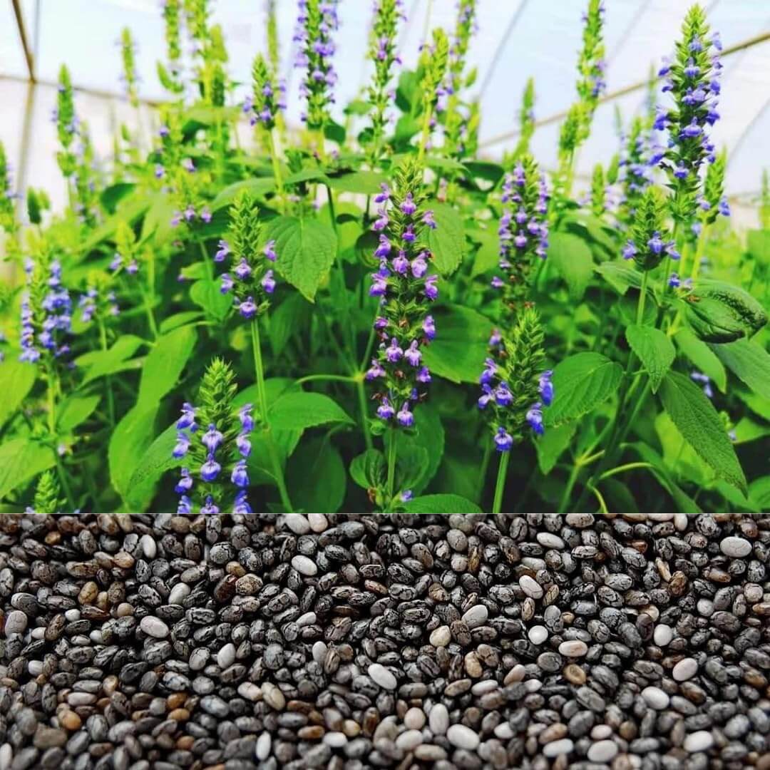 Chia Seeds – Nutritious