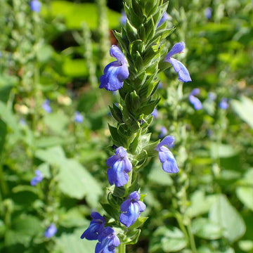 Chia Seeds – Nutritious