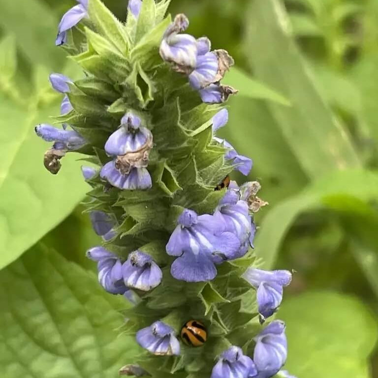 Chia Seeds – Salvia hispanica