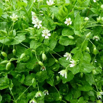 Chickweed Seeds – Stellaria media