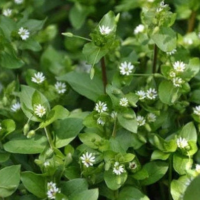 Chickweed Seeds – Stellaria media