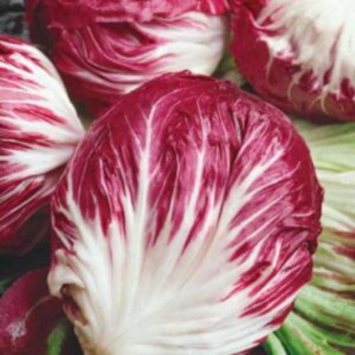 Chicory Seeds – Italian Grumolo Bionda
