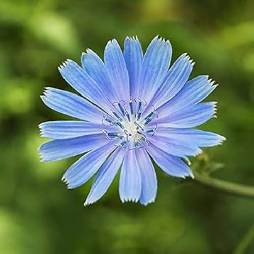 Chicory Seeds
