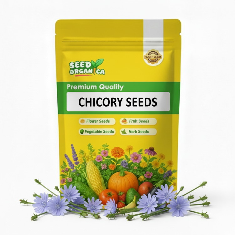 Chicory Seeds