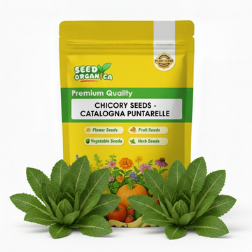 Chicory Seeds - Catalogna Puntarelle