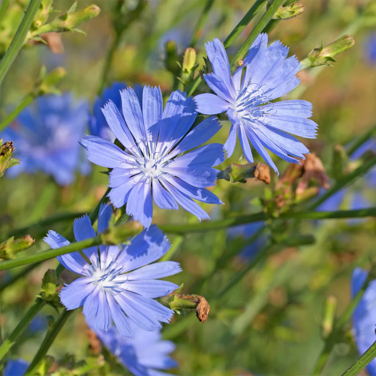Chicory Seeds
