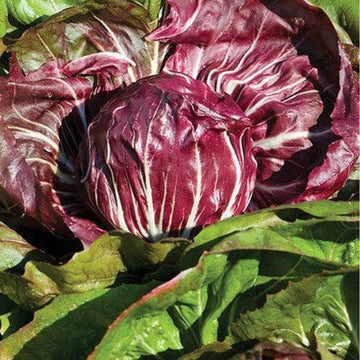 Chicory Seeds – Italian Grumolo Bionda
