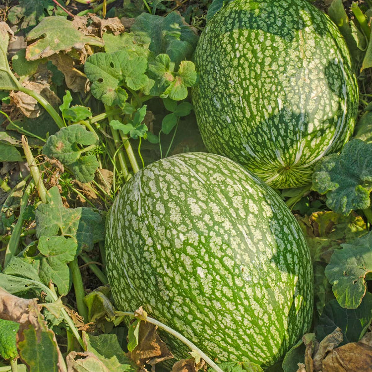 Chilacayote Seeds - Vegetable Plant