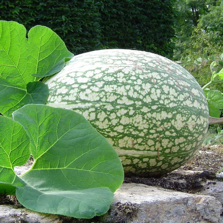 Chilacayote Seeds - Vegetable Plant