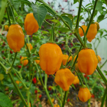  Chile Pepper Seeds - Aji Mango