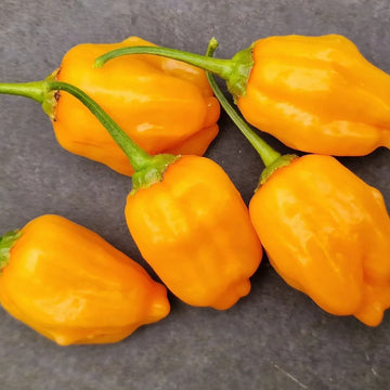  Chile Pepper Seeds - Aji Mango
