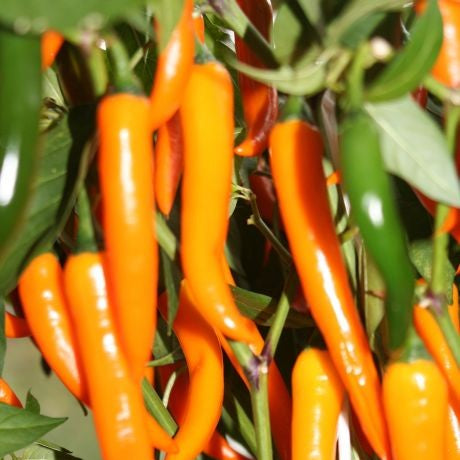 Chili Seeds – Orange
