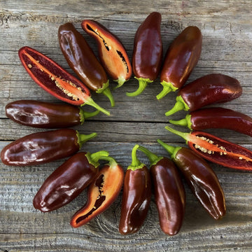  Chili Pepper Seeds - Dark Brown Brazilian 