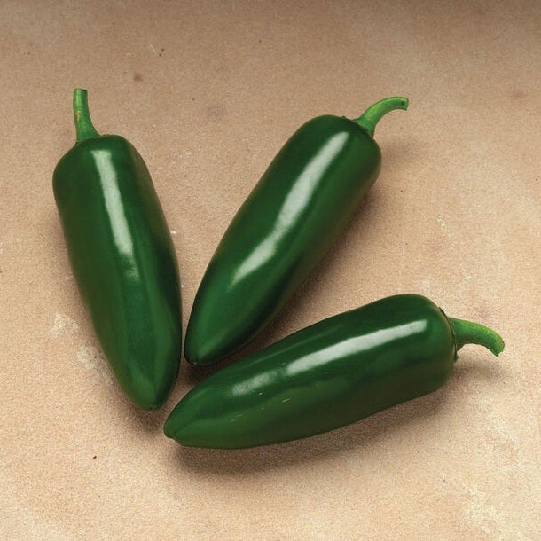 Chili Pepper Seeds – Capsicum annuum