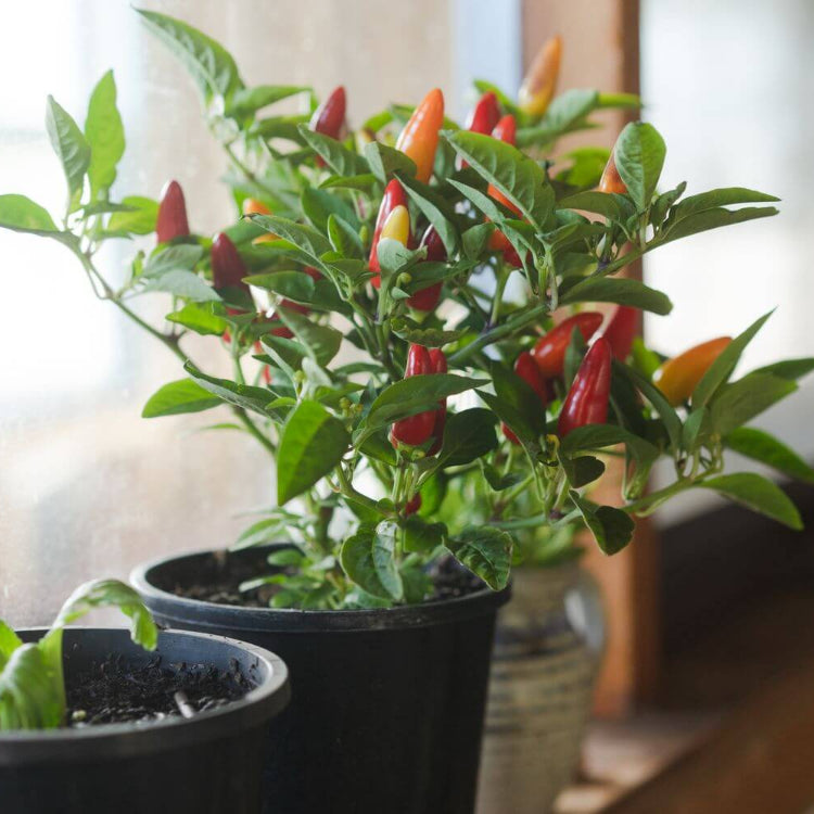Chili Pepper Seeds - All In One For Home Gardens