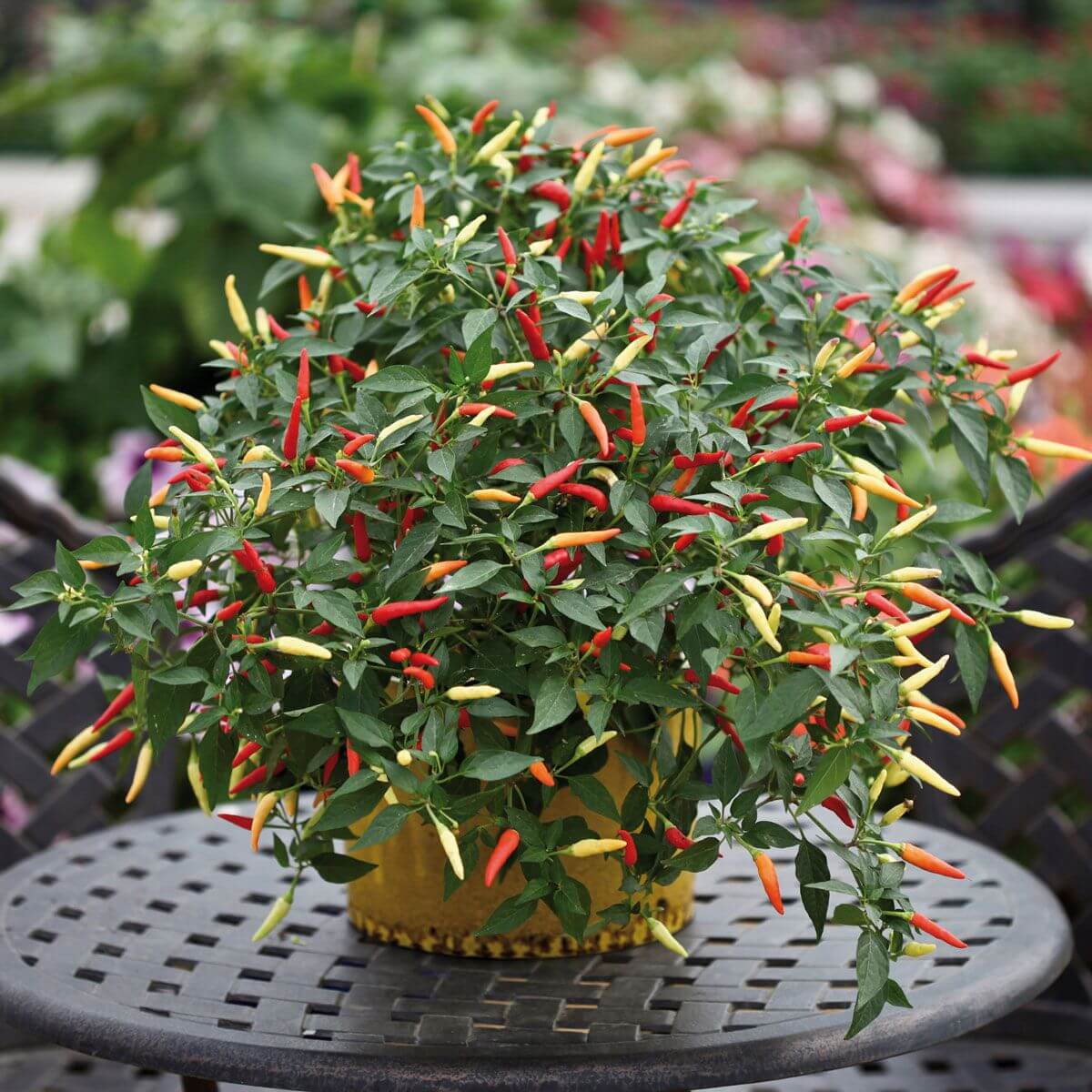 Chili Pepper Seeds - All In One For Home Gardens