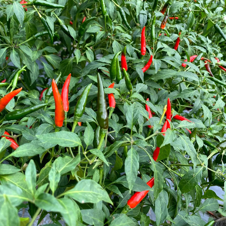 Chili Pepper Seeds - All In One For Home Gardens
