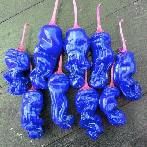 Chili Pepper Seeds - Blue