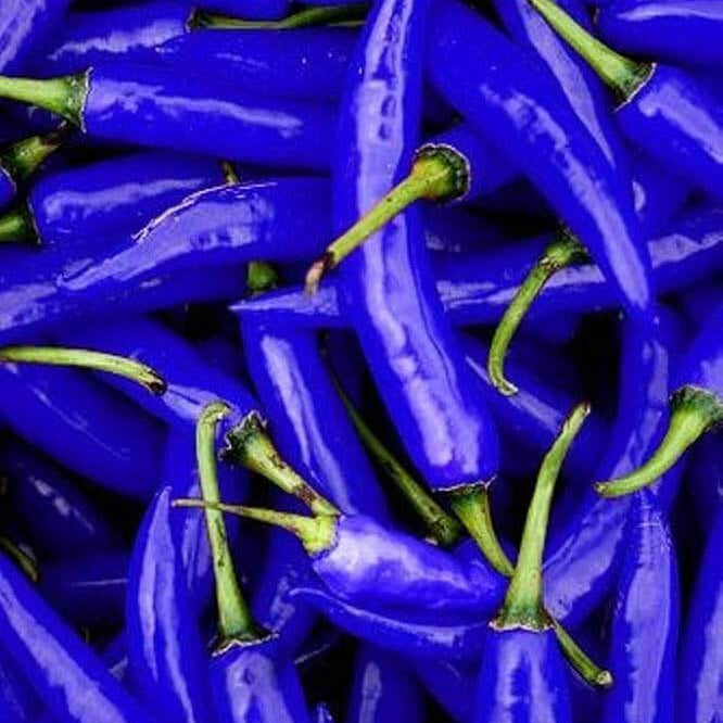 Chili Pepper Seeds - Blue