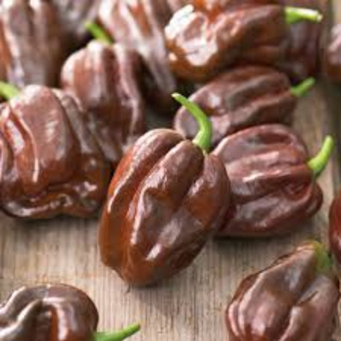  Chili Pepper Seeds - Dark Brown Brazilian 
