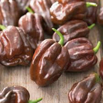  Chili Pepper Seeds - Dark Brown Brazilian 