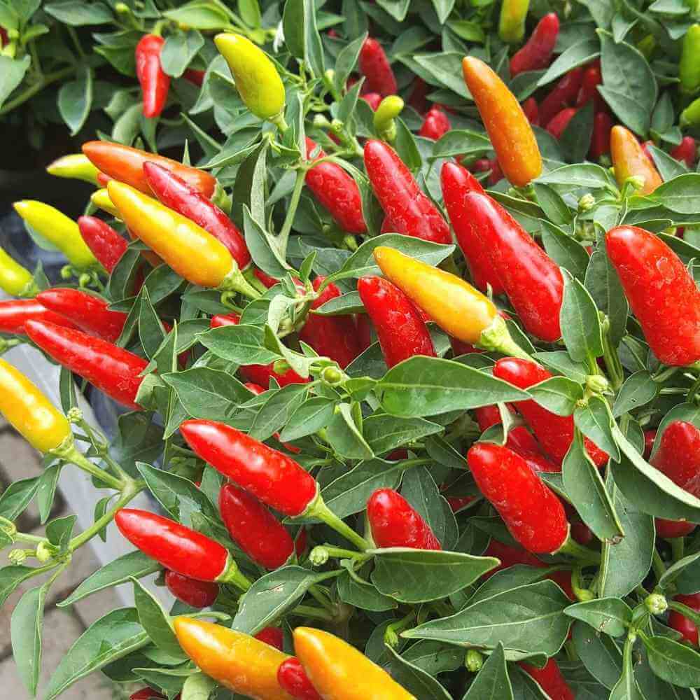 Chili  Pepper Seeds - Mixed