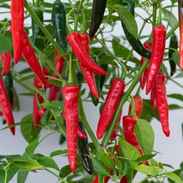 Chili Pepper Seeds - Apache