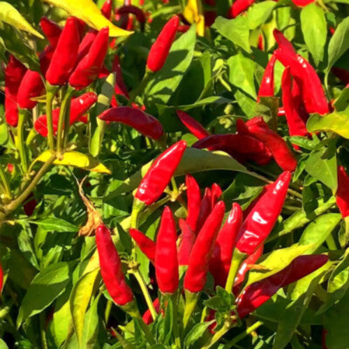 Chili Pepper Seeds – Thai Bird’s Eye
