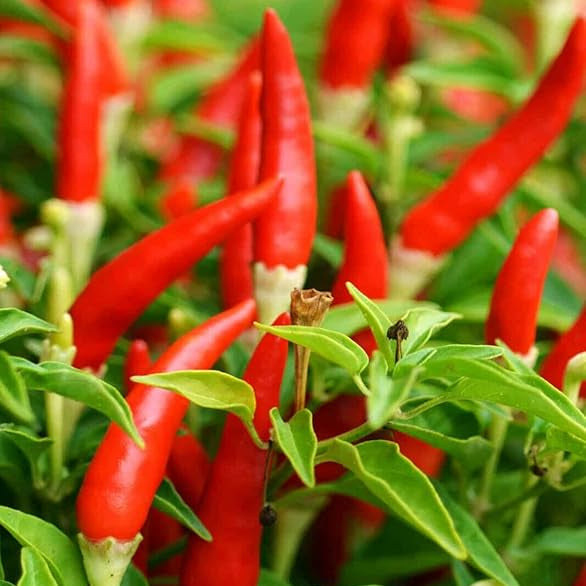 Chili Pepper Seeds – Thai Bird’s Eye
