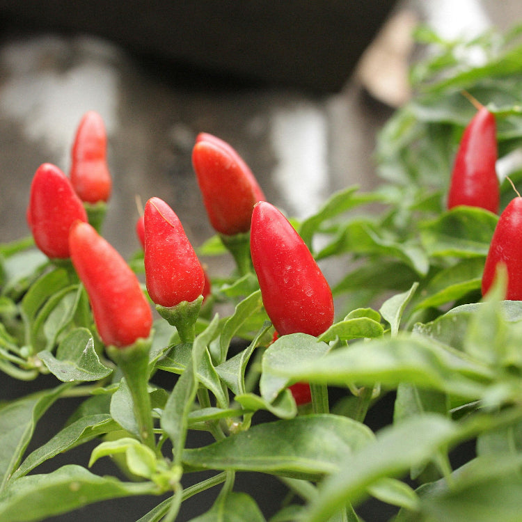 Chili Pepper Seeds – Thai Bird’s Eye
