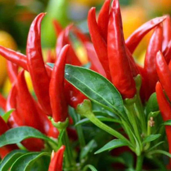 Chili Pepper Seeds – Thai Dragon
