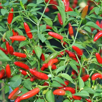 Chili Pequin Pepper Seeds - Vegetable Plant