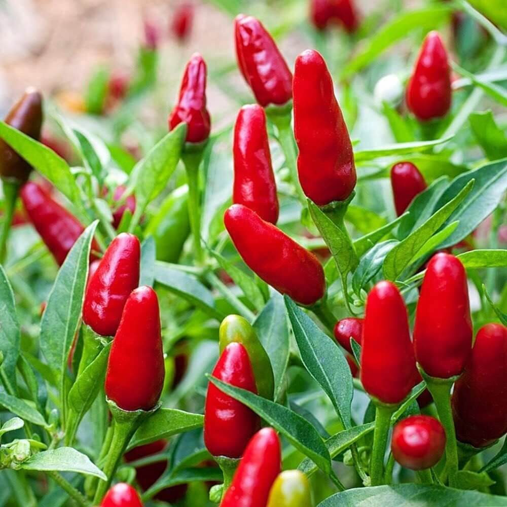Chili Pequin Pepper Seeds - Vegetable Plant
