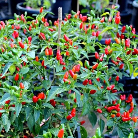 Chili Pequin Pepper Seeds - Vegetable Plant