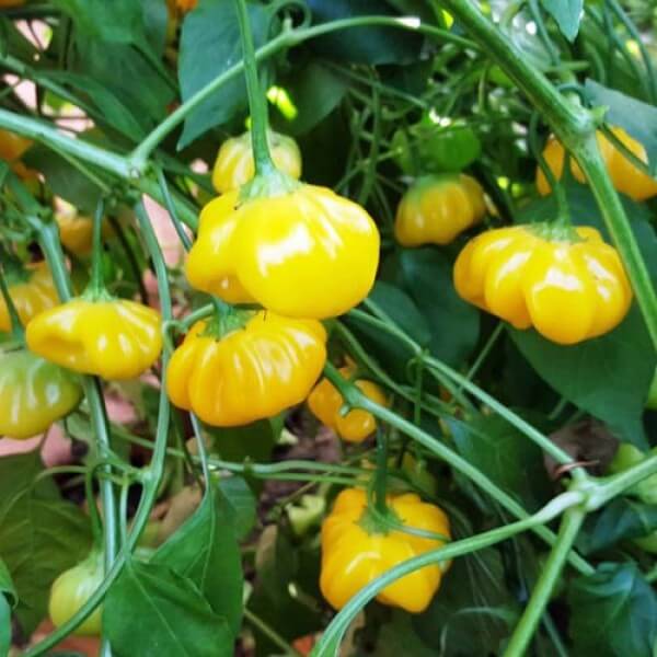 Chilli Seeds - Brazilian Light Yellow