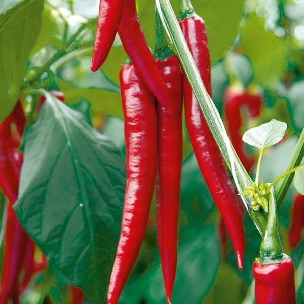 Chilli Seeds - Deep Red
