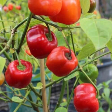 Chilli Seeds - Locoto 