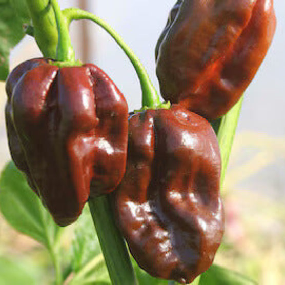 Chilli Seeds - Maroon Brazilian