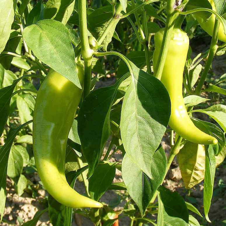 Chilli Seeds - Pale Green