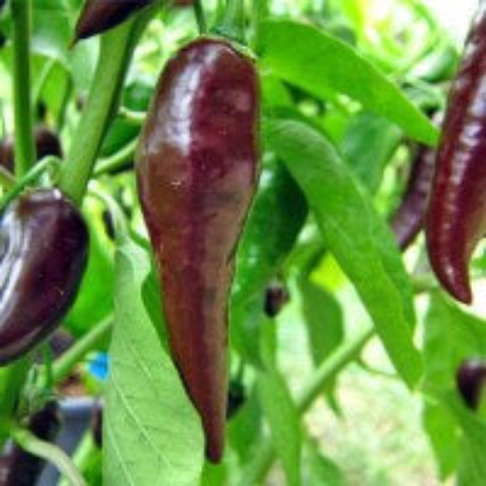 Chilli Seeds - Thick Brown