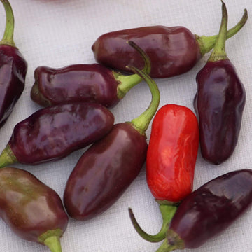 Chilli Seeds - Violet Red