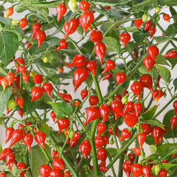  Chilli Pepper Seeds - Sweet Drop