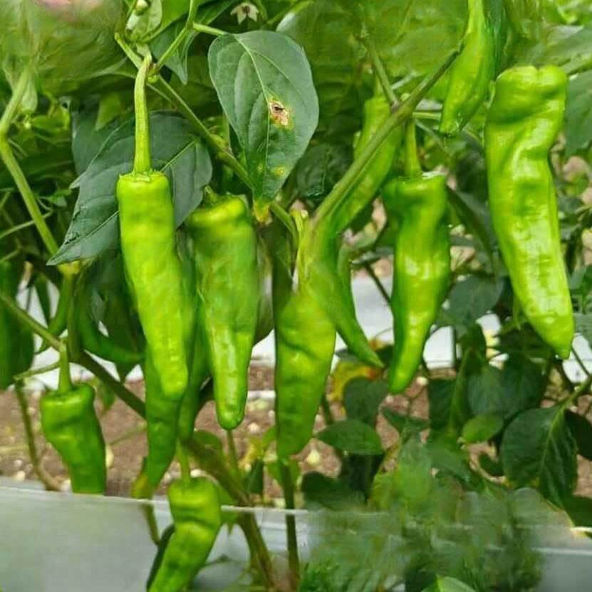 Chilli Pepper Seeds 