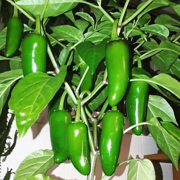 Chilli Pepper Seeds - Jalapeno