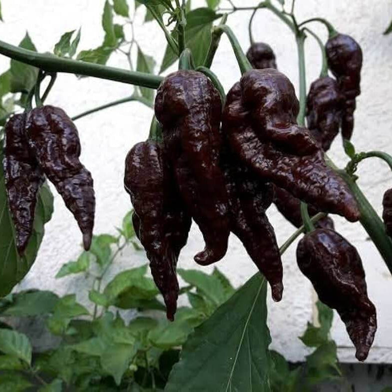 Chilli Pepper Seeds -  Black Bhut Jolokia